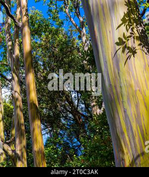 Sentiero per la Foresta degli alberi di eucalipto arcobaleno sulla strada per Hana, Haiku-Pauwela, Maui, Hawaii, USA Foto Stock