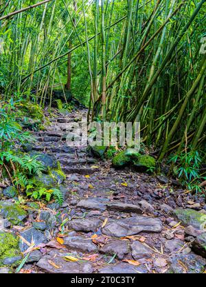 Gradini di pietra che conducono attraverso la Foresta di bambù gigante sul Pipiwai Trail, il distretto di Kipahulu, il Parco Nazionale di Haleakala, Maui, Hawaii, USA Foto Stock