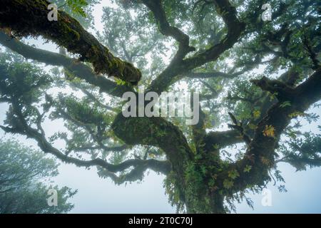 La Foresta Fanal, parte dell'indigena Foresta Laurisilva, si trova a Madeira Foto Stock