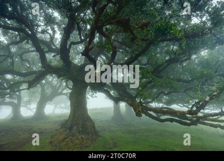 La Foresta Fanal, parte dell'indigena Foresta Laurisilva, si trova a Madeira Foto Stock