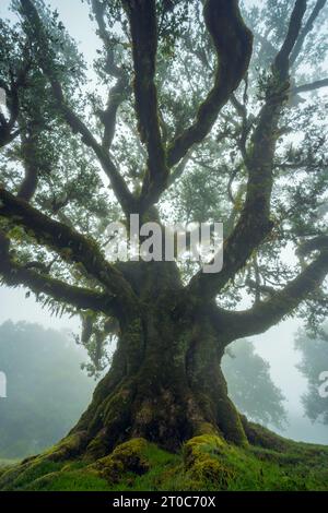 La Foresta Fanal, parte dell'indigena Foresta Laurisilva, si trova a Madeira Foto Stock