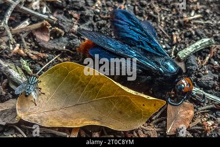 Un insetto morto a terra avvicinato da una mosca Foto Stock