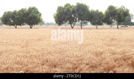 Golden Barley (Wheat) Field durante il giorno Foto Stock