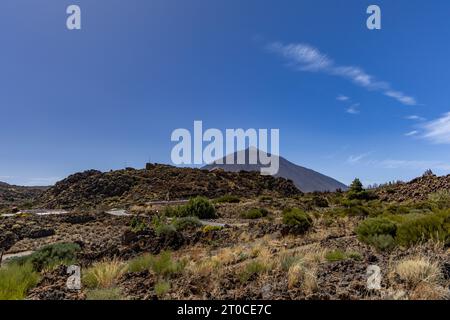 Parco nazionale del Teide in Spagna, alberi bruciati, incendi boschivi a Tenerife Foto Stock