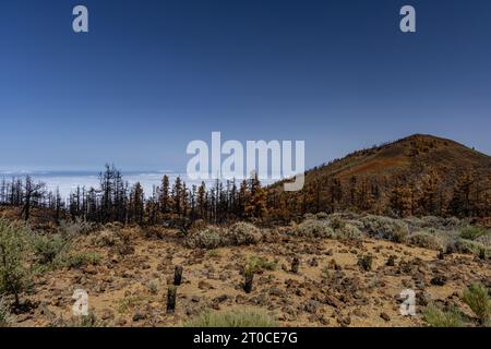 Parco nazionale del Teide in Spagna, alberi bruciati, incendi boschivi a Tenerife Foto Stock