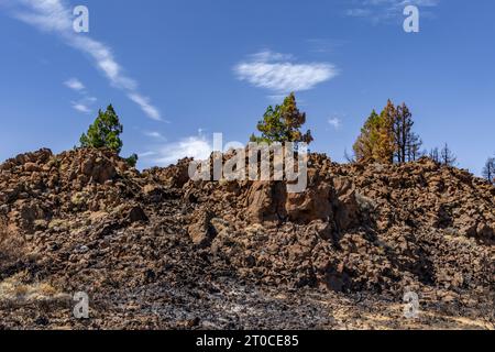 Parco nazionale del Teide in Spagna, alberi bruciati, incendi boschivi a Tenerife Foto Stock