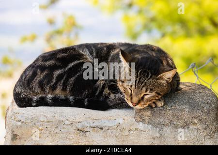 Gatto cipriota Tabby selvatico al Monastero di Stavrovouni, Cipro. Foto Stock