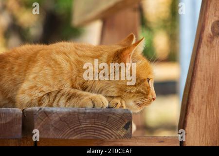 Gatto cipriota allo zenzero a Cipro. steso sul banco Foto Stock