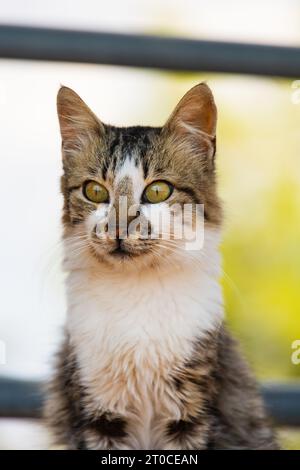 Gatto cipriota selvatico al Monastero di Stavrovouni, Cipro. Testa e spalle, seduti in piedi Foto Stock