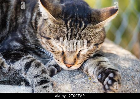 Gatto cipriota Tabby selvatico al Monastero di Stavrovouni, Cipro. Foto Stock