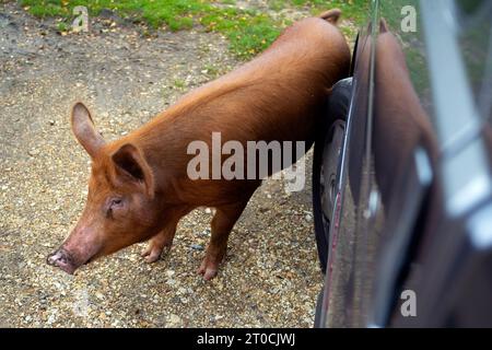 Maiali Tamworth che vagano nella New Forest Foto Stock