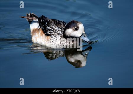 Chiloé Wigeon Duck Swim, originario del Sud America, si trova in numerose collezioni di uccelli nel Regno Unito. Foto Stock