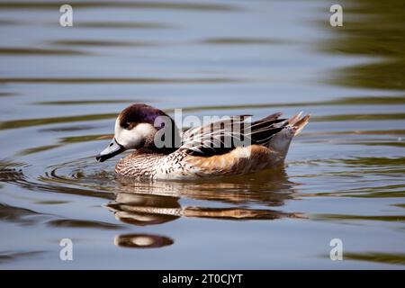 Chiloé Wigeon Duck Swim, originario del Sud America, si trova in numerose collezioni di uccelli nel Regno Unito. Foto Stock