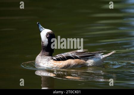 Chiloé Wigeon Duck Swim, originario del Sud America, si trova in numerose collezioni di uccelli nel Regno Unito. Foto Stock