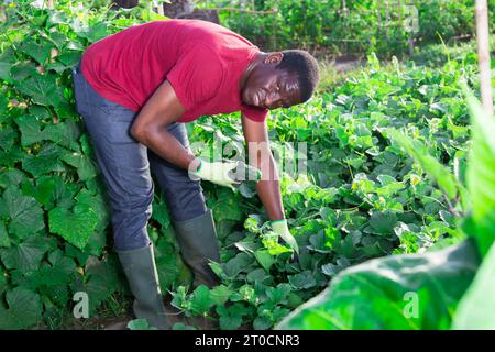 Agricoltore afroamericano che raccoglie cetrioli in giardino Foto Stock