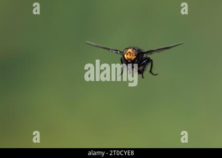 Totenfliege, Schmeißfliege, Friedhofsfliege, Männchen, Flug, fliegend, Flugbild, Cynomya mortuorum, Cynomya hirta, Bluebottle Blow Fly, Blowfly, vola Foto Stock