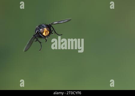 Totenfliege, Schmeißfliege, Friedhofsfliege, Männchen, Flug, fliegend, Flugbild, Cynomya mortuorum, Cynomya hirta, Bluebottle Blow Fly, Blowfly, vola Foto Stock