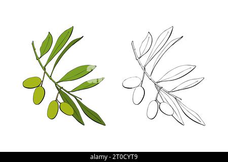 Rametto di olive con bacche di frutta verde, illustrazione del contorno disegnato a mano. Illustrazione vettoriale Illustrazione Vettoriale