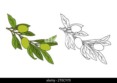 Rametto di olive con bacche di frutta verde, illustrazione del contorno disegnato a mano. Illustrazione vettoriale Illustrazione Vettoriale