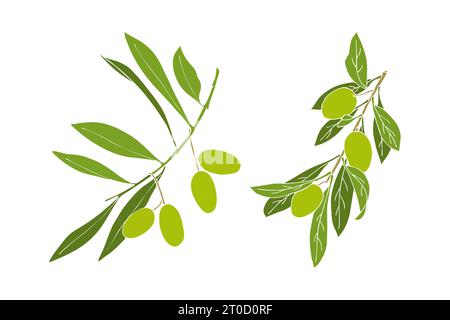 Set di rami d'oliva con frutta verde. Illustrazione vettoriale Illustrazione Vettoriale
