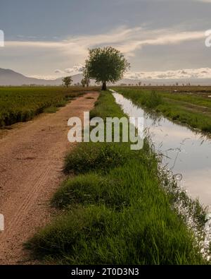 Un albero solitario si erge nel mezzo di una strada sterrata, simbolo del luppolo Foto Stock