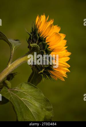 Vista laterale della testa del girasole Foto Stock