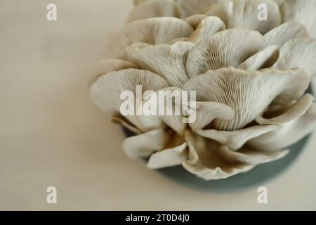 Funghi di ostrica raggruppati con intricati tessuti ondulati a vista ravvicinata Foto Stock