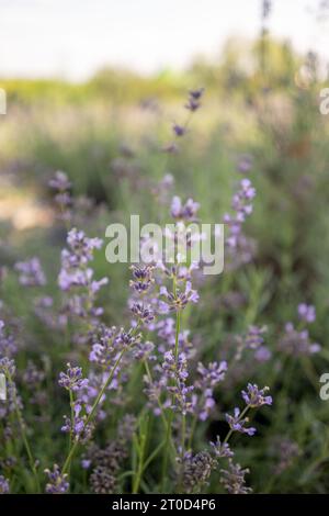 Primo piano di una lavanda aromatica in un campo illuminato dal sole Foto Stock