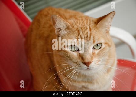 Gatto arancione con occhi verdi fissa da una sedia rossa Foto Stock