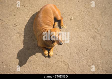 Vista dall'alto sul cane Dachshund sdraiato sulla strada durante il giorno di sole Foto Stock