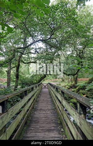 Immagine verticale, guardando attraverso la passerella pedonale di Shaugh Bridge a Dewerstone Woods, ai margini di Dartmoor nel South Devon. Foto Stock