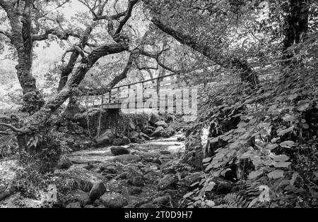 Immagine monocromatica della passerella pedonale in legno sul fiume Plym presso il ponte Shaugh a Dewerstone Woods sul bordo di Dartmoor nel sud del Devon. Incorniciato da r Foto Stock