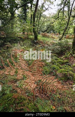 Una felce di foraggio presso il ponte Shaugh a Dewerstone Woods sul bordo del marrone dorato di Dartmoor all'inizio di ottobre Foto Stock