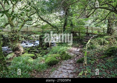 La passerella pedonale in legno sul fiume Plym a Shaugh Bridge nel Dewerstone Woods, ai margini di Dartmoor nel South Devon. Foto Stock