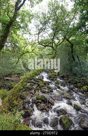 Un albero sulle rive si estende sul fiume Plym presso Shaugh Bridge nel Dewerstone Woods, ai margini di Dartmoor nel South Devon. Super grandangolo per mon Foto Stock