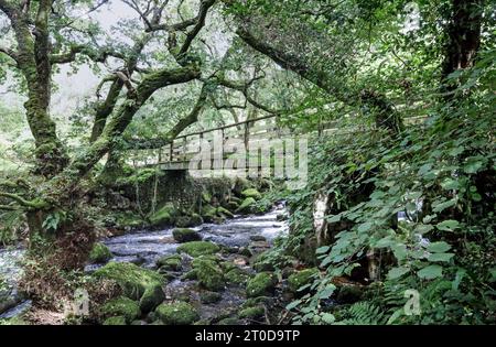 La passerella pedonale in legno sul fiume Plym a Shaugh Bridge nel Dewerstone Woods, ai margini di Dartmoor nel South Devon. Incorniciato da alberi rustici. Foto Stock