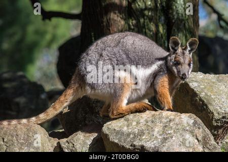 Wallaby di roccia dai piedi gialli in piedi su alcune rocce. Foto Stock