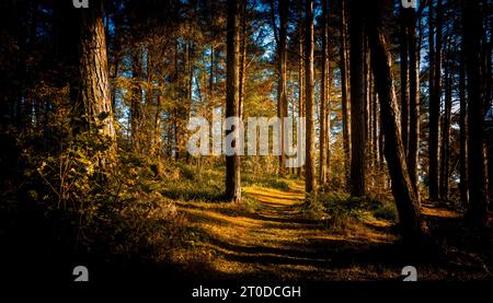 Boschi decidue in autunno a Braidwood, South Lanarkshire, Scozia Foto Stock