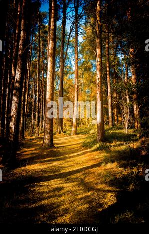 Boschi decidue in autunno a Braidwood, South Lanarkshire, Scozia Foto Stock