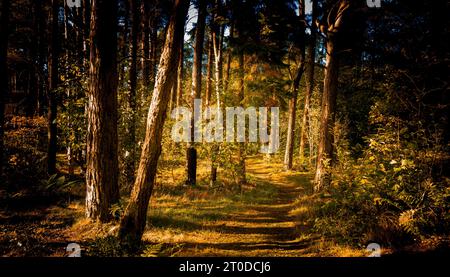 Boschi decidue in autunno a Braidwood, South Lanarkshire, Scozia Foto Stock