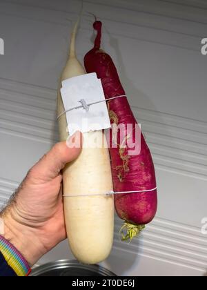 Sullo sfondo della cucina, una mano maschile afferra con sicurezza un ravanello rosso e bianco, mostrando i suoi colori vivaci con raffinatezza culinaria Foto Stock