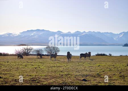 Pecore nel verde di fronte al lago e alle montagne innevate in una giornata di sole Foto Stock