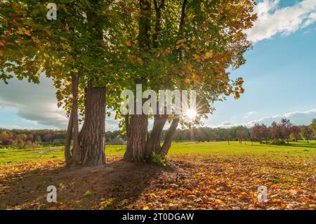 Pittoresco prato con alberi gialli autunnali, foglie cadute e sole che splende attraverso i rami Foto Stock