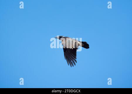 Il corvo con cappuccio vola in cielo blu di giorno, da vicino Foto Stock