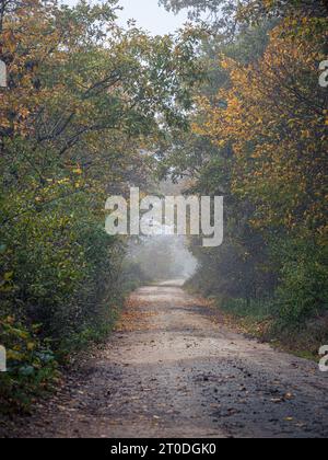 Strada forestale vuota ricoperta di foglie in autunno con nebbia, alberi colorati Foto Stock