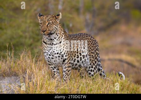 Leopardo, Panthera pardus, riserva privata Khwai, Delta dell'Okavango, Botswana Foto Stock