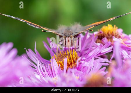 Red Admiral Butterfly che dà da mangiare ai fiori di Aster, Dumfries & Galloway, Scozia Foto Stock