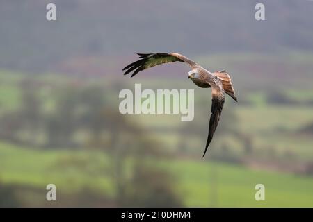 Aquilone rosso in volo presso il centro di alimentazione, Laurieston, Dumfries & Galloway, Scozia Foto Stock