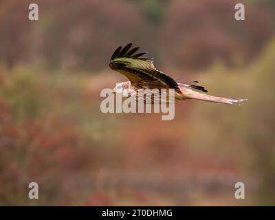 Aquilone rosso in volo presso il centro di alimentazione, Laurieston, Dumfries & Galloway, Scozia Foto Stock