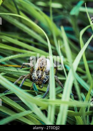 Primo piano del ragno di lupo hogna adulto grande nell'erba verde Foto Stock
